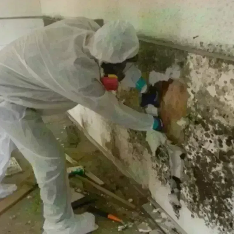 Mold Remediation and Removal in North Warren, PA